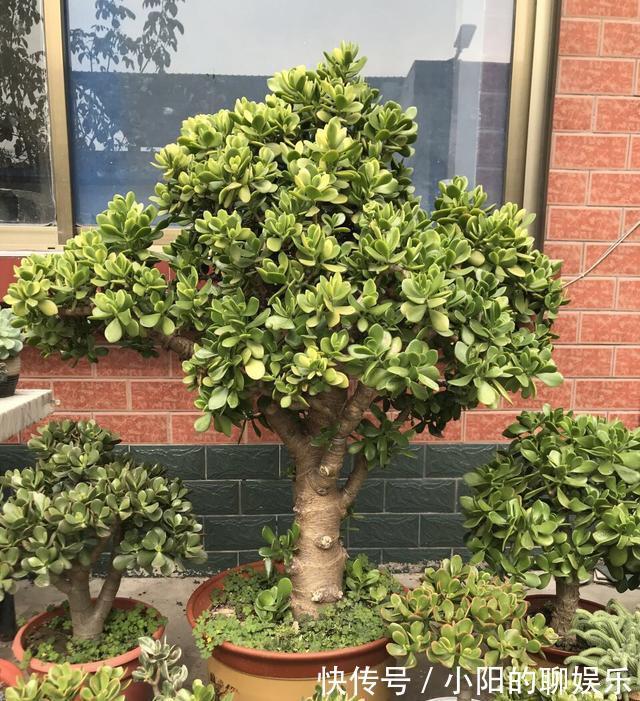 “寿命长”的11种花，好养寓意好，越养越值钱