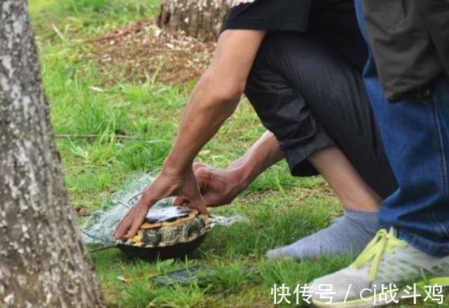 小溪|野生甲鱼价值很高,农村有很多小河流,怎么知道里边有没有甲鱼?