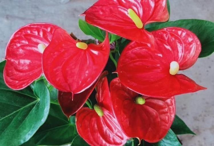 好闻|4种花比香水还好闻,花色鲜艳明亮,姿态优美,开花勤还爱爆盆