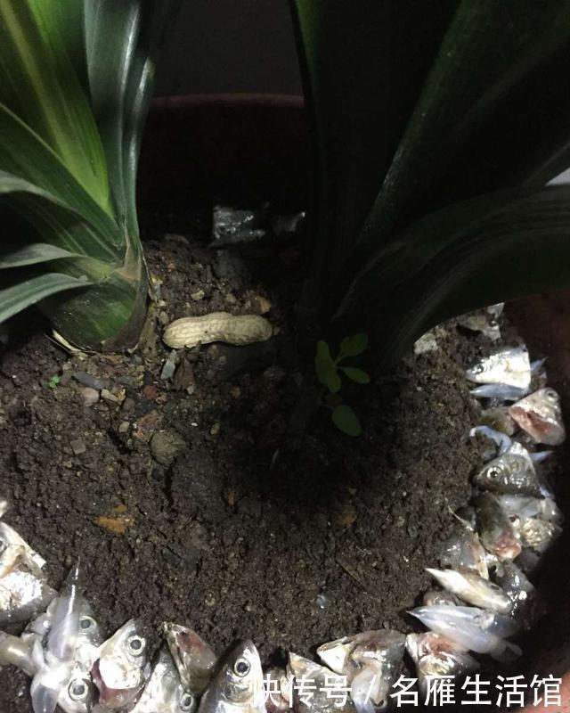 松针土|高手教你养君子兰,盆里埋2种东西,长得根粗、叶绿