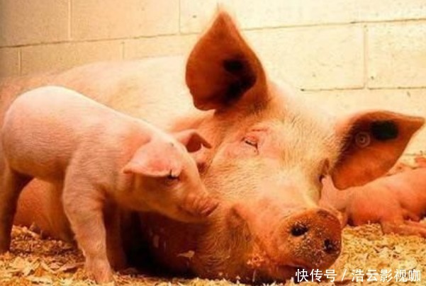 俗语“男怕柿子女怕梨,母猪最怕西瓜皮”,背后有什么深意