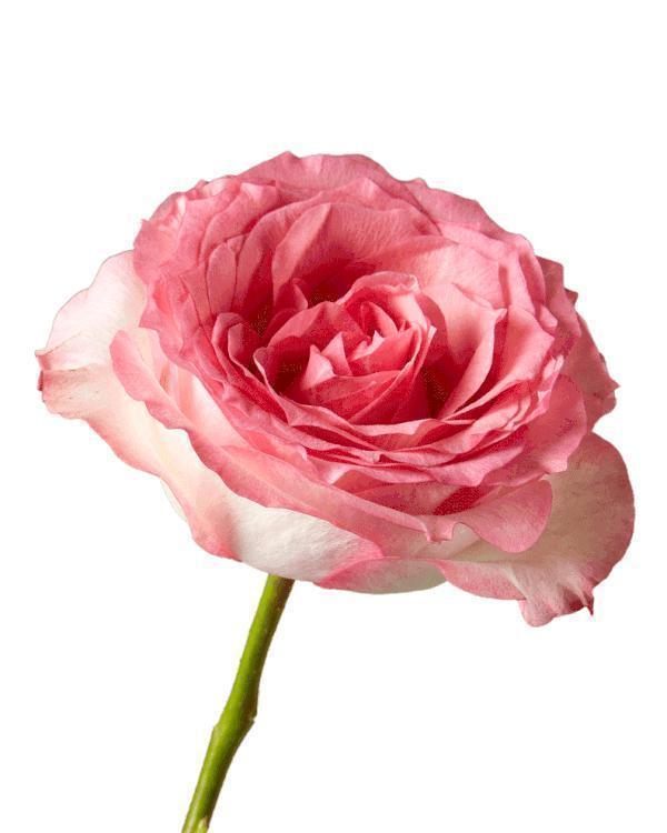 粉色|5款唯美粉色月季。美人如玉粉妆琢，粉色娇羞白如雪。抗病好养