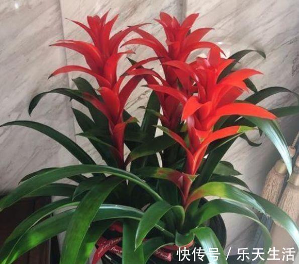 鸿运当头|适合卫生间养的4种花,没有阳光照样疯长,能除异味