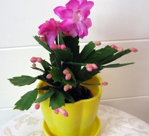 忽冷忽热的天气，养花种草，怕出意外就多用点这“灰”