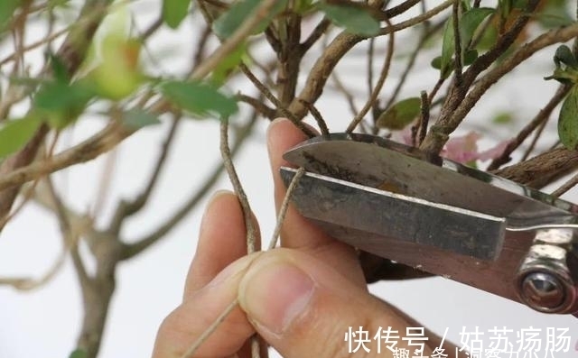 废料|月养月季,土里备“三废料”,新芽“咕噜”冒,芬芳宜人小半年