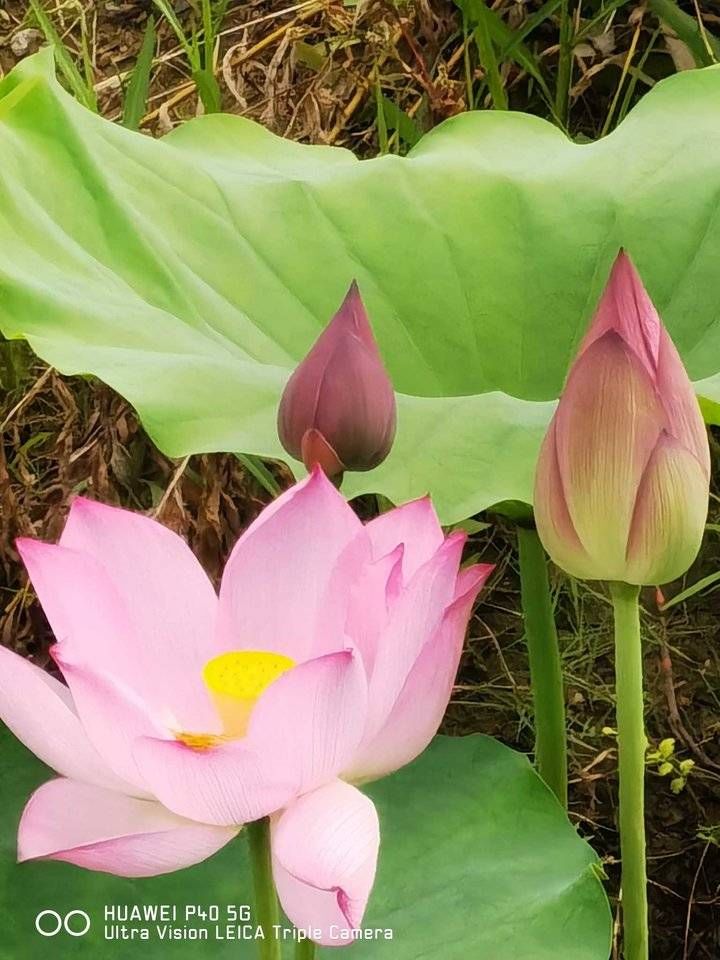 寒衣节&青未了/寒衣节思念逝去的亲人