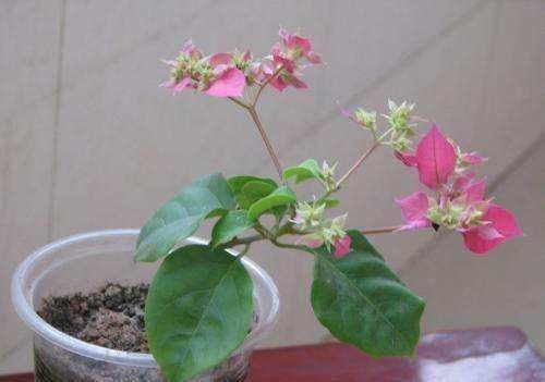 绣球花|这几种花这时候扦插最合适,不怕热生根快,今年不行动还要等明年