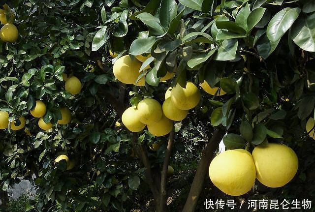 柚子增加甜度的肥料 柚子增加甜度的肥料