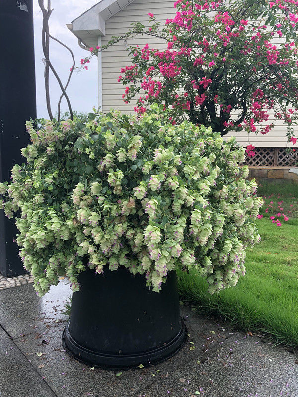 全球最受欢迎的花,漂亮又芳香,花期长,还可阳台盆栽观赏