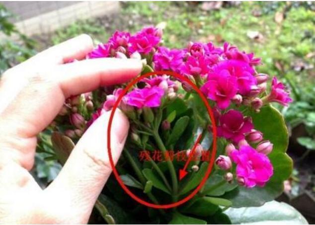 满头|她家的长寿花,满头花苞,一茬接一茬,原来是浇了“这种水”!