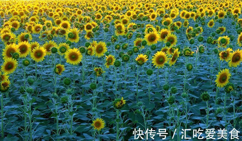 养花试试这几款,金黄色的花朵连续几公里,非常漂亮