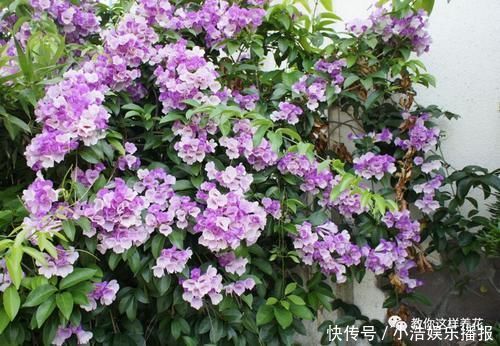 有机肥|这种花爱爬墙,一次花开1000朵,从来不生虫,花还能当蒜吃!