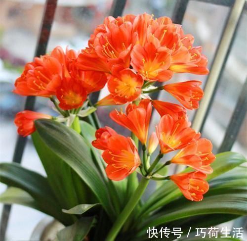 君兰|君子兰是多晒好,还是少晒好很多人弄反了,难怪黄叶不开花