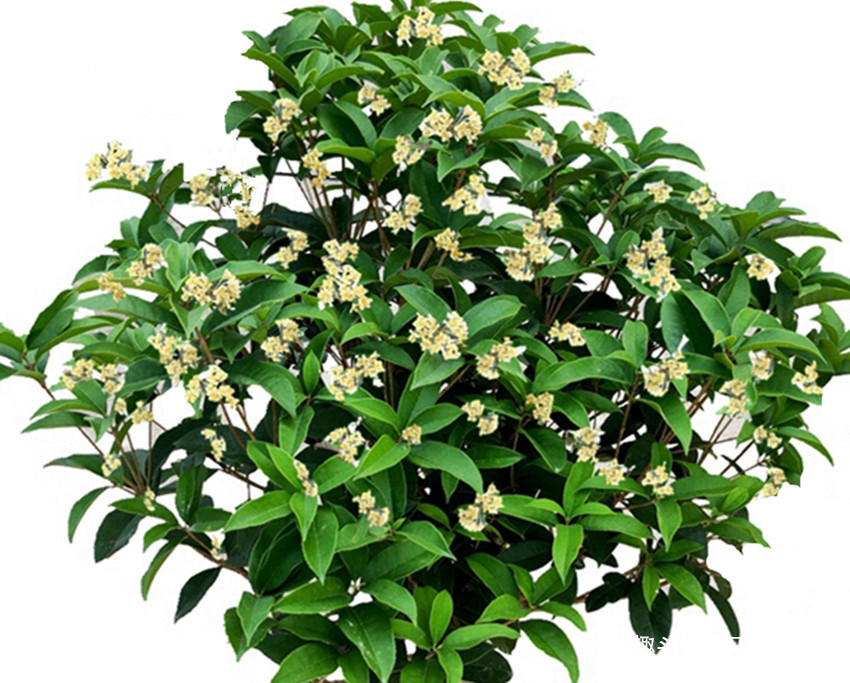 养花土发硬枝叶长的慢叶子发黄根系腐烂教你几招全解决