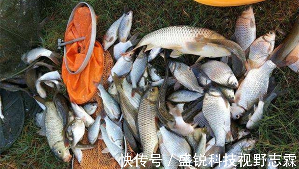 灵钝|调漂技巧:常见漂相主要顶漂和顿口,如何调漂,能让顿口更清晰?