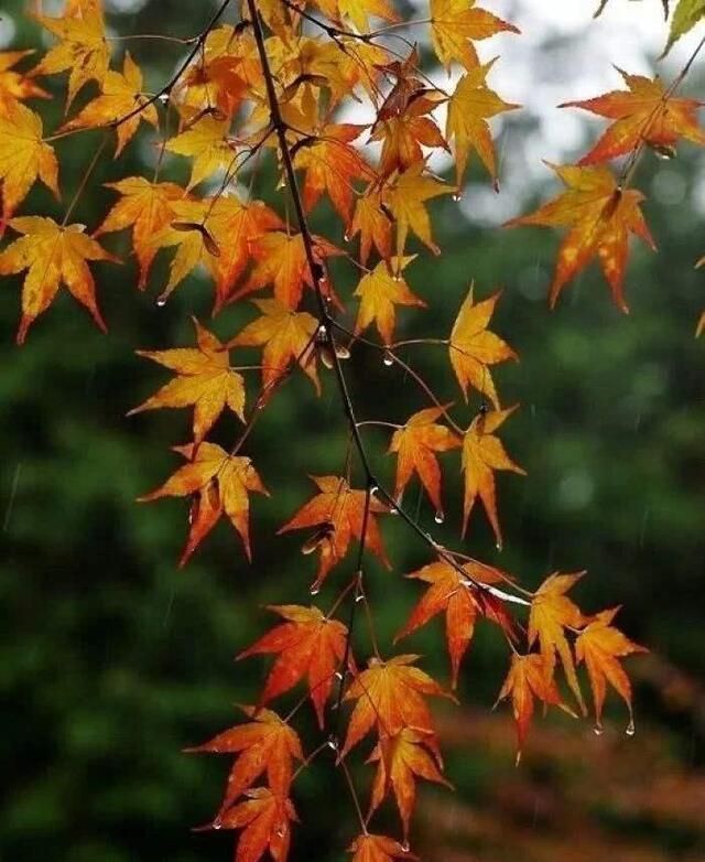 写景$杜牧最精美的写景唐诗,前2句存在争议,最后一句7个字脍炙人口