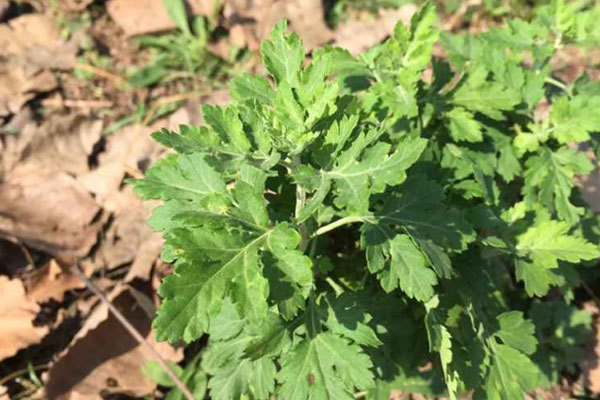 消炎|农村此草遍地都是，拿来洗头，坚持一个月，好处不请自来