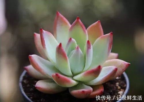 多肉怎么养才能颜色亮丽,达到胖乎乎萌萌哒的水准呢!