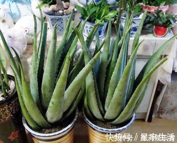 仙人球|家里养这5种花，怎么折腾也不死，养一盆爆一盆，懒人也合适