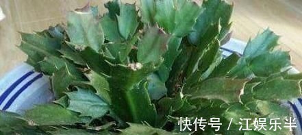 浇水|蟹爪兰发出这个“信号”,一定不要忽视,是在提醒你