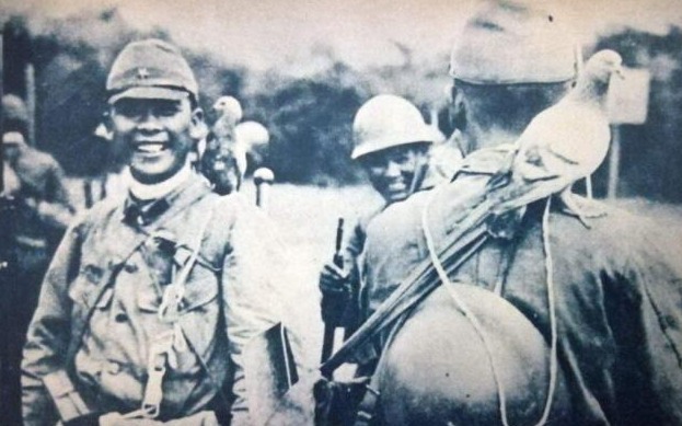 军鸽|抗日战场上最危险的动物，哪怕只有一颗子弹也要把它杀了，不是军犬