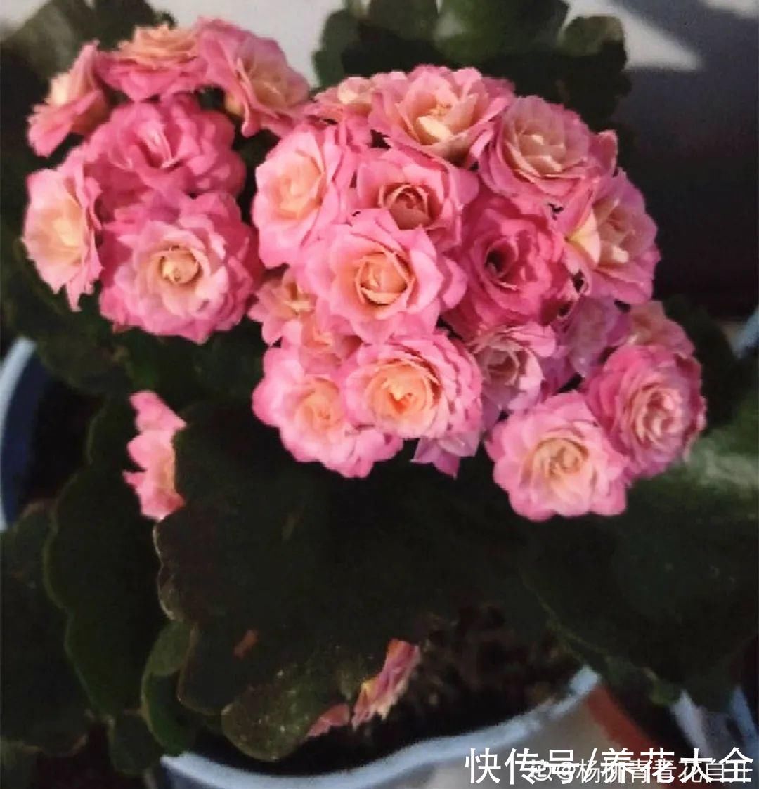 上万块的蟹爪兰，开花像烟花，养过的人不多