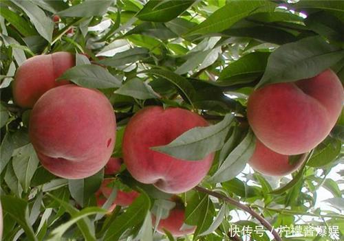 失眠|长寿老人的食谱已公布,改善失眠,益智补