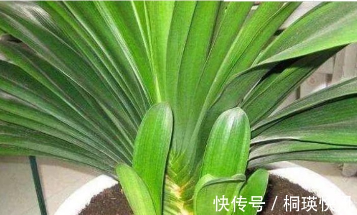 植物|君子兰、虎皮兰，“它”的汁液滴上3—4滴，统统窜“爆”盆