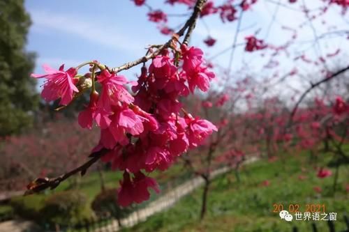 老年|花红柳绿春意闹 游人踏青赏花忙