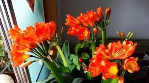 养花的时|什么淘米水、黄豆水,都不如1勺粉末,用来养花,花开爆盆