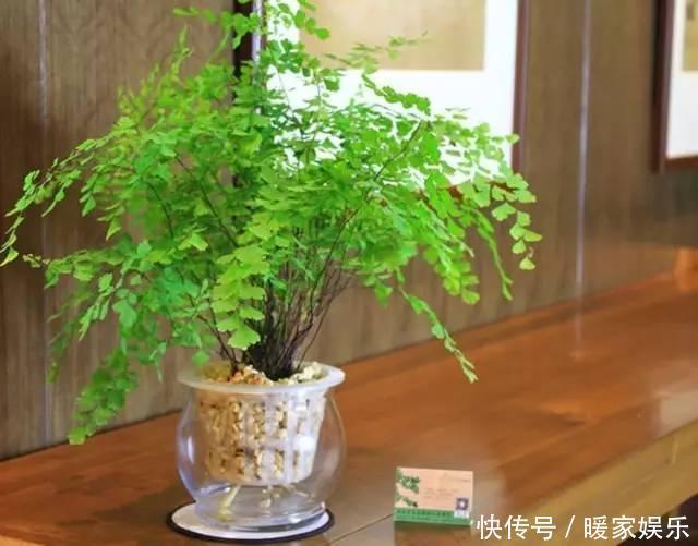 想让卫生间增添绿意,选择这些植物准没错!