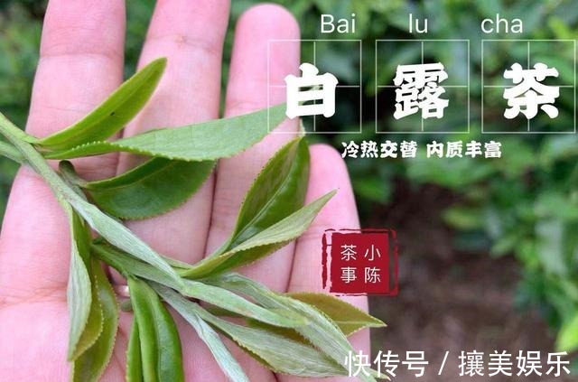 秋寿眉|对于白茶新手来说，如何选好一款适合的入门茶，牢记这四点指标！