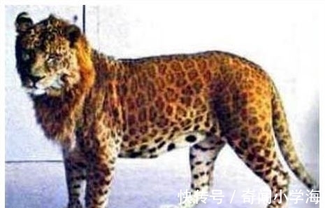 俄罗斯猪人是真的吗?认识那些真实存在的