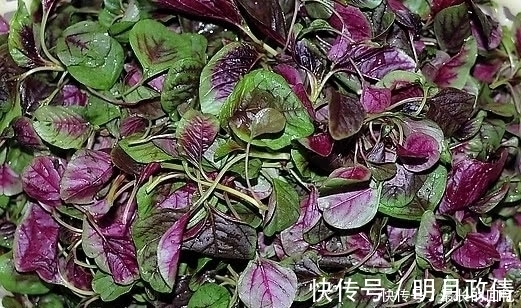 城里人|这种蔬菜被称为“长寿菜”，农村人不多见，城里人肯定没见过