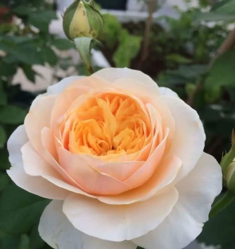 世界上最贵的6种花，植物界的“无价之花”，看看你认识几种