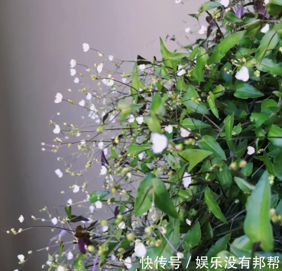 叶片|4种高颜值吊兰,颜色丰富还好养,更适合新手去养