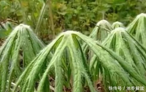 此野草人送外号叫“小鬼伞”,遇见请珍惜,甩蒲公英10条街!