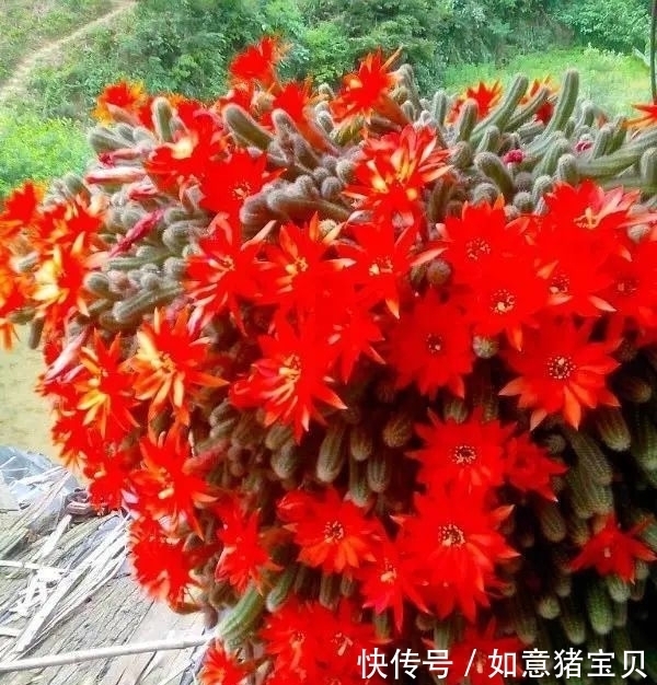 3种多肉很好养,被花友称“热不死”,太阳一晒就“很美”