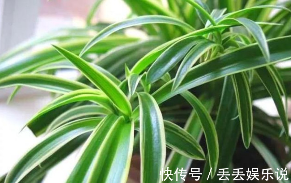 4种花自带财运,好养易活不招虫,看起来绿绿的,很漂亮