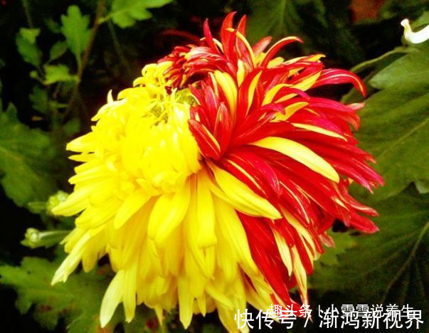 真金|秋天养菊花，就养盆“名贵菊花”，花开“火炼真金”，如鸳鸯戏水