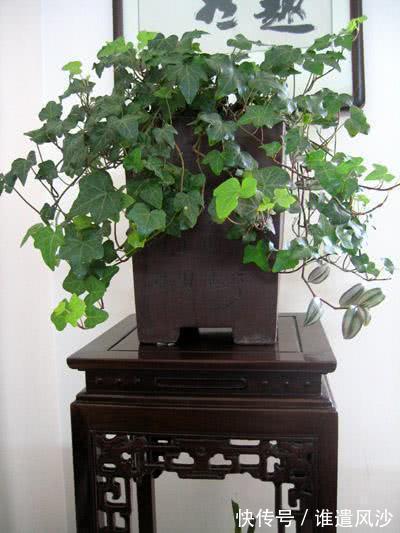 植物|家里养花,就选这些,品味高大上,好养又耐看