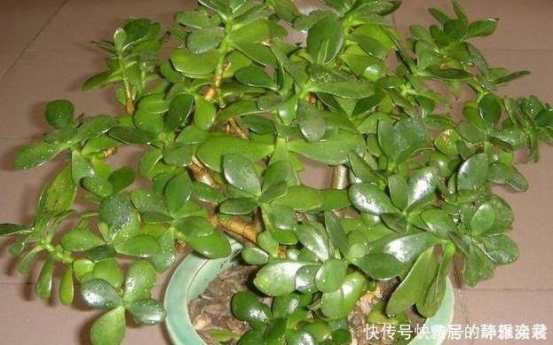 养花土,用一个塑料袋,轻松杀虫灭菌,花盆里一个虫子都没有