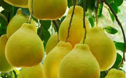 春天要身体好，吃几种食物，杀菌排毒，润肤养颜，不显老