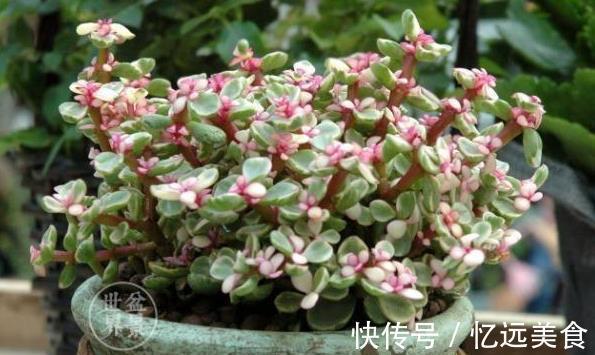 适合家中老人养的3种花,好打理,成活率高,关键能净化空气