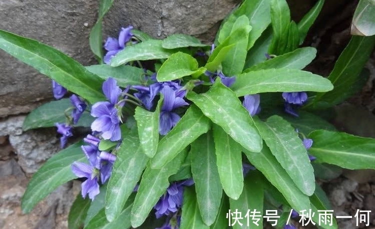 春天里|农村这种野草，是治痔疮的良药，现在价格有点贵要10元一斤