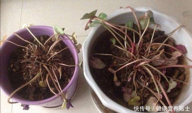 仙客来不用年年买,开完花后做好4个“步骤”,还能再次长叶开花!