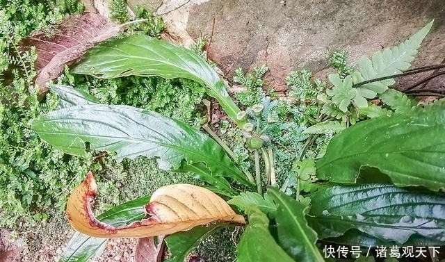 长在河边无人识,根却极为珍贵,人称“水三七”,别忽视