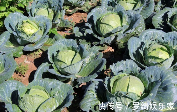 抗衰老|包菜抗衰老、强身壮骨,如何收获高产的包菜,农民种植只需五点