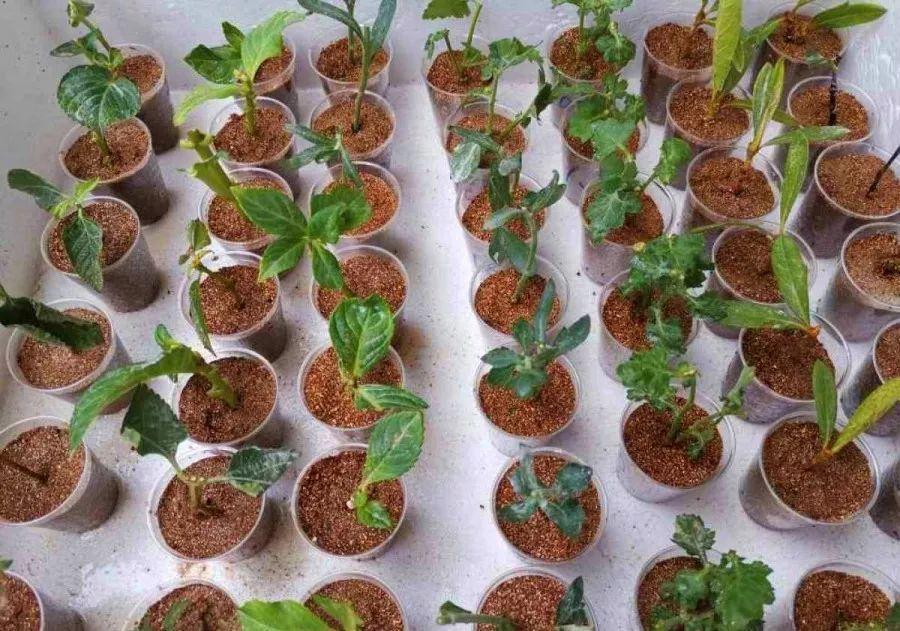 冬天扦插,用了这3种神器,成活率100%