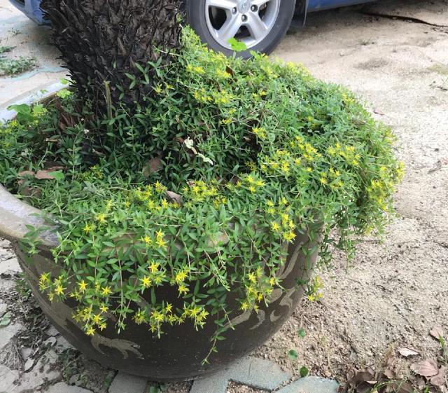 朱顶红|真正的花坚强,墙缝、地缝都能长,开花特别旺!